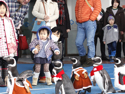 よちよちペンギンサンタ　七尾市ののとじま水族館を行進