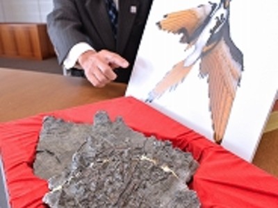 原始鳥類の全身化石、勝山で発見　福井県立恐竜博物館で６日から展示