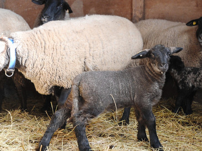 子羊、未年に「はじめまして」　東御の信大付属農場で出産シーズン