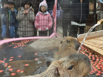 カピバラ風呂にイチゴ　須坂市動物園