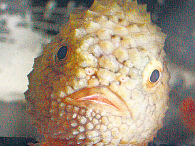 ダンゴウオの仲間人気　のとじま水族館で４種展示
