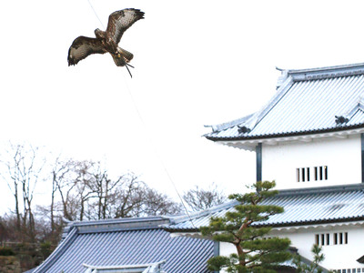 鷹狩りの技を間近で　金沢城公園で実演
