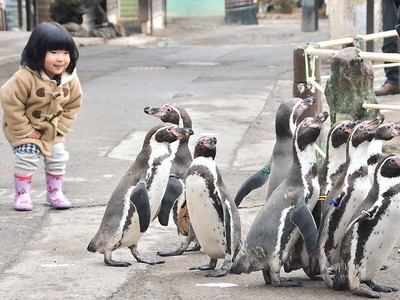 お散歩ペンギンに笑顔　小諸市動物園の触れ合いイベント