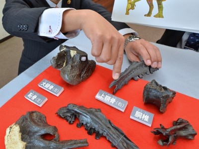 恐竜化石はイグアノドン類の新種　福井県立恐竜博物館１２日から展示