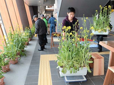 新幹線飯山駅、歓迎の菜の花　１４日開業、住民飾り付け