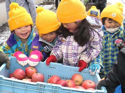 雪の中のリンゴ、甘く食べごろに　上田で掘り出し販売へ