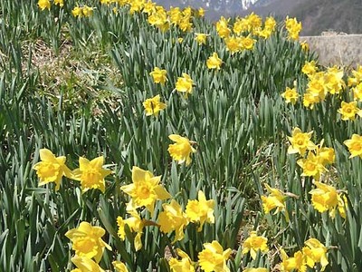 春の訪れ告げるスイセン　駒ケ根・光前寺周辺