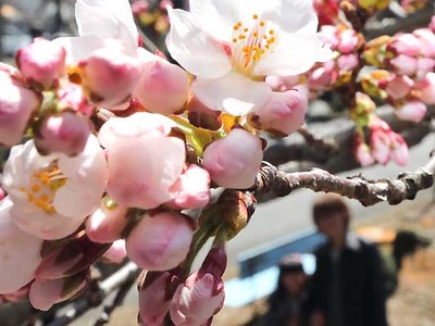 桜開花、見頃へ駆け足　飯田市街地の大宮通り