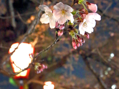 金沢で桜の開花宣言　平年より４日早く