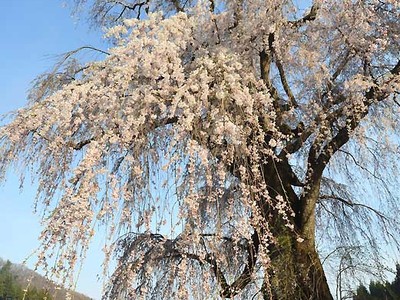 高山の五大桜、巡ろう　18日からの「まつり」で企画