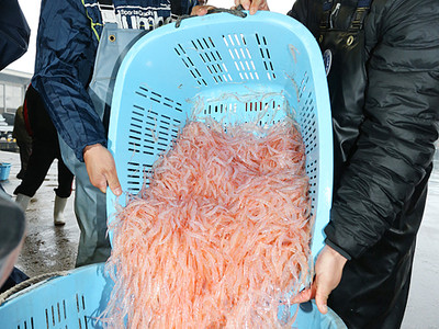 「富山湾の宝石」シロエビ漁が解禁