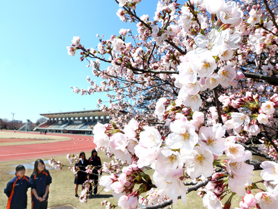 運動日和、お花見日和　金沢市営陸上競技場の開放始まる