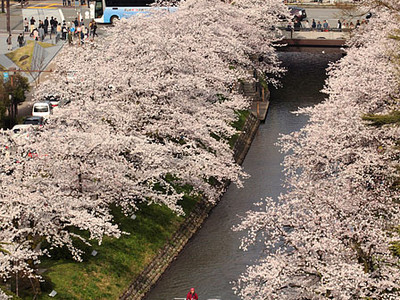 桜満開を宣言　富山地方気象台