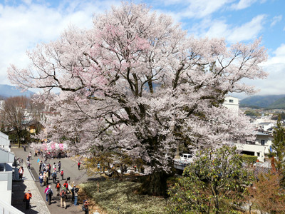 飯田市街地で桜が見頃、花見客でにぎわう