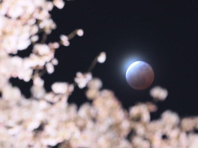 赤い満月、夜桜と競演　石川県内でも月食観測