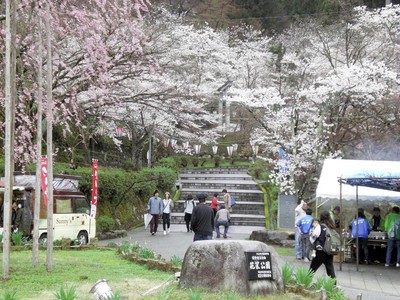 継体天皇ゆかりの地に千本桜　はながたみまつり開幕