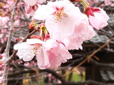 高遠しっとり春の色　城址公園の桜「開花宣言」