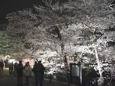 「千本夜桜」寒くても満開　上田城跡公園でまつり始まる