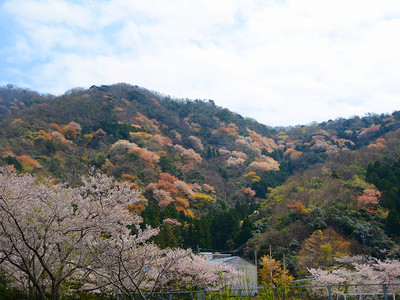 若狭町「神子の山桜」ずらり咲き誇る　東京から訪れる人も