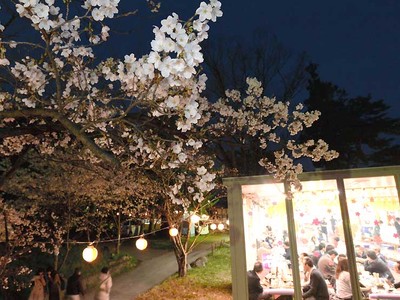 桜の名所・長野の城山公園　花見小屋の営業始まる