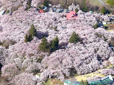 高遠城址公園、ピンクの丘に　桜「満開」雨・雪に耐え