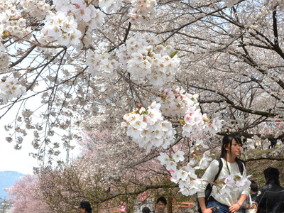 松本・弘法山古墳で桜まつり　例年より早い開花で「満開宣言」