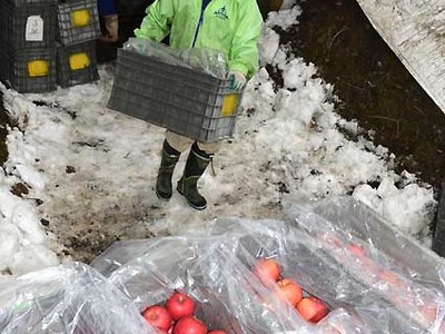 「雪中りんご」25日から売り出し　山ノ内の雪室で貯蔵