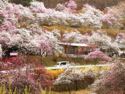 ハナモモの美、際立つ春雨　駒ケ根「花桃の里」