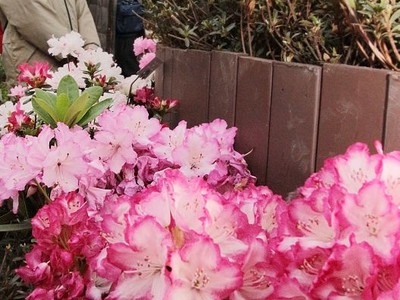 新潟県立植物園でシャクナゲ展　愛らしく香り甘く