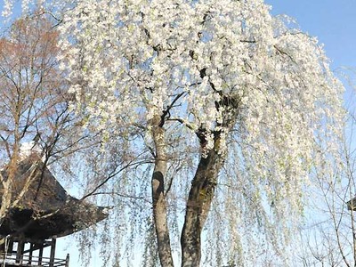 桜やカタクリ...飯綱町めぐって　５月１７日まで「まつり」
