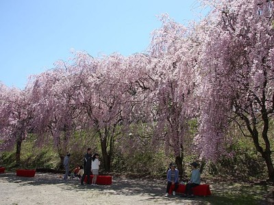 しだれ桜咲き競う　村上でまつり