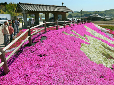 満開の花じゅうたん　小松市でシバザクラが見頃