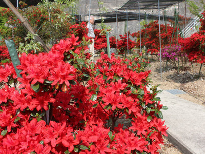 深紅の花、咲き誇る　奥能登２市２町６０カ所でのとキリシマツツジ公開開始