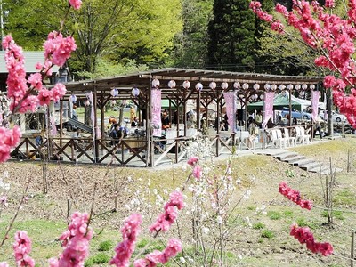 大野のハナモモ回廊で春満喫　１０日ごろまで見ごろ