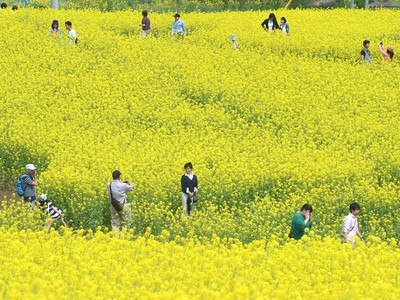 春の飯山、黄色い回廊　新幹線駅開業後初の「菜の花まつり」
