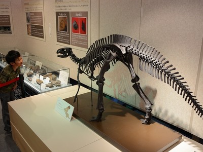 恐竜骨格　和泉に登場　大野・郷土資料館　地元化石も展示