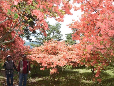 「色付ききれい」ツツジ見頃　上田・御屋敷公園、１７日祭り