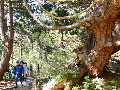 樹齢300年の変形巨木　佐渡天然杉遊歩道がオープン