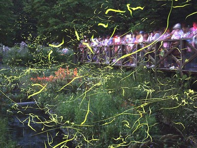 辰野の蛍、夏への舞　松尾峡周辺、13日から「祭り」