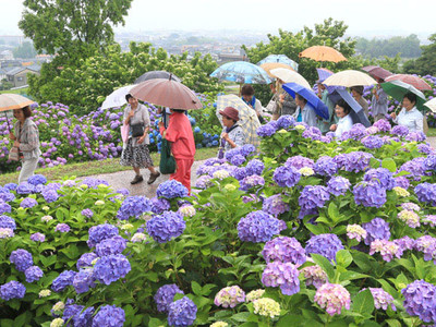 雨にしっとり、大乘寺公園のアジサイ　石川県内が梅雨入り