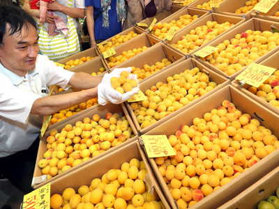梅の香、爽やか　金沢市の近江町市場で入荷本格化