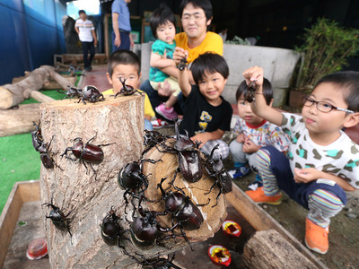 カブトムシいっぱい　昆虫王国立山で飼育展示始まる