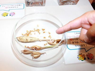 チューリップの種を展示　砺波・四季彩館