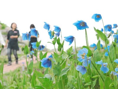 風に揺れる幻の青いケシ　北志賀高原で４日から祭り