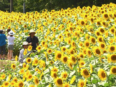 長野県 ヒマワリ１５万本 一面の黄色 阿南 平石農場 北陸新幹線で行こう 北陸 信越観光ナビ