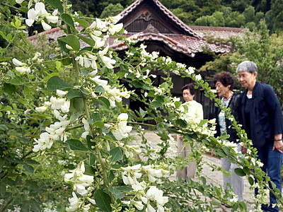 白のハギ出迎え　加賀市大聖寺の実性院