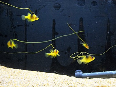 南の海から珍客　キハッソクを展示　松島水族館