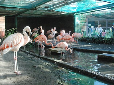 須坂市動物園、ご長寿動物祝うイベント