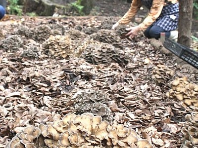 マイタケ最盛期　食欲誘う秋の香り　加茂・七谷地区