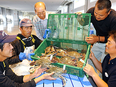 「越のわたり蟹」１５日初出荷　射水市漁業協